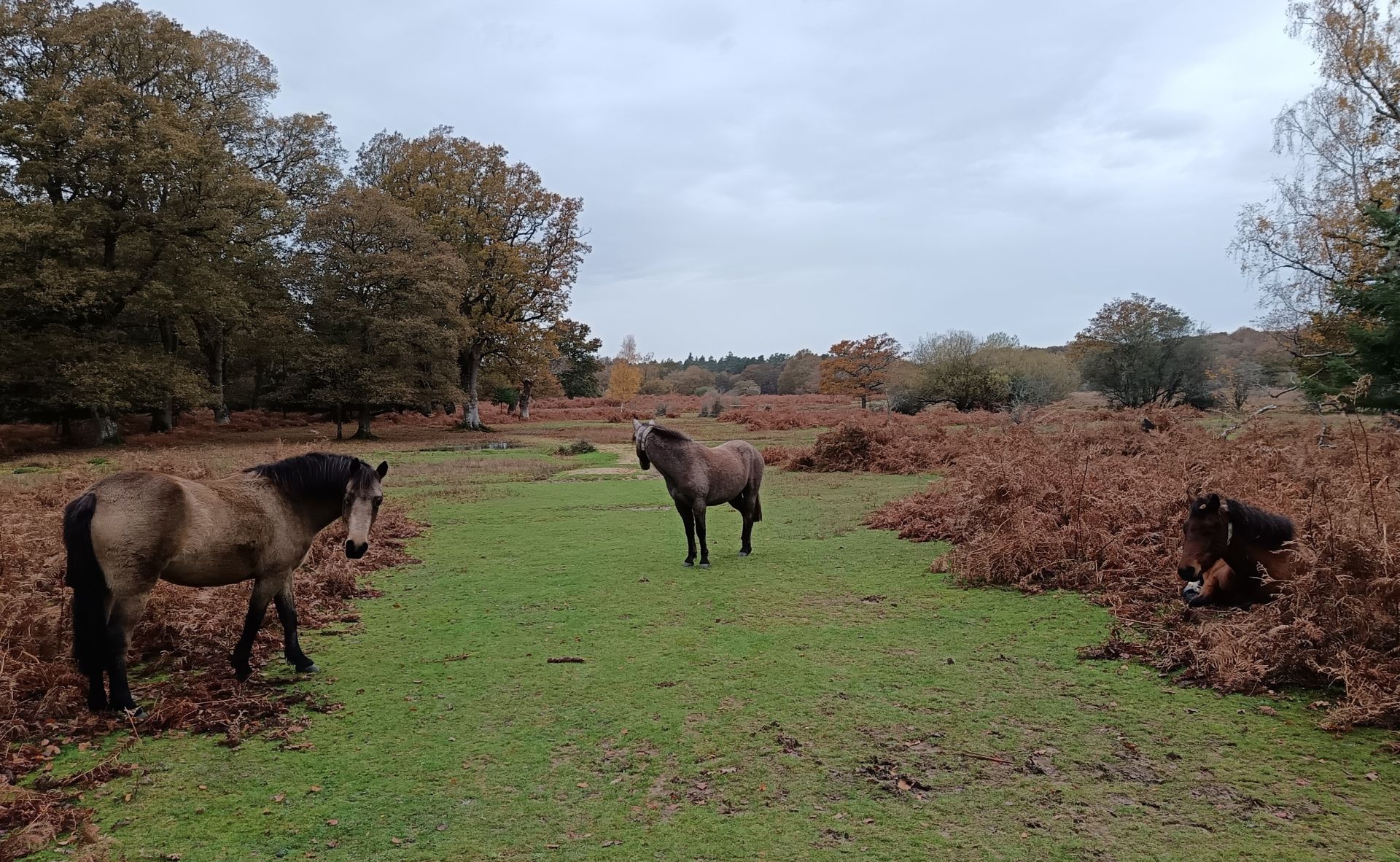 Watchful ponies Denny Lodge Inclosure